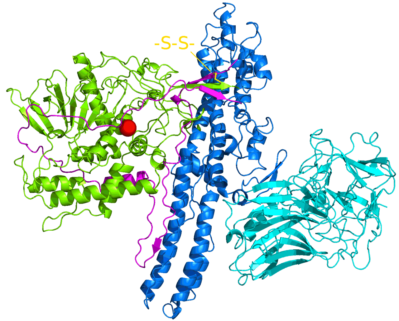 Structure moleculaire de la toxine botulique, principe actif du Botox