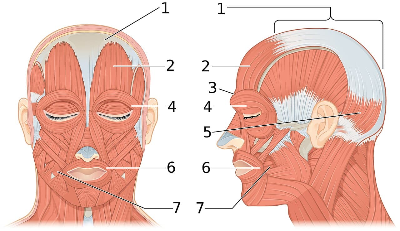 Anatomie des muscles faciaux, cibles des injections de botox