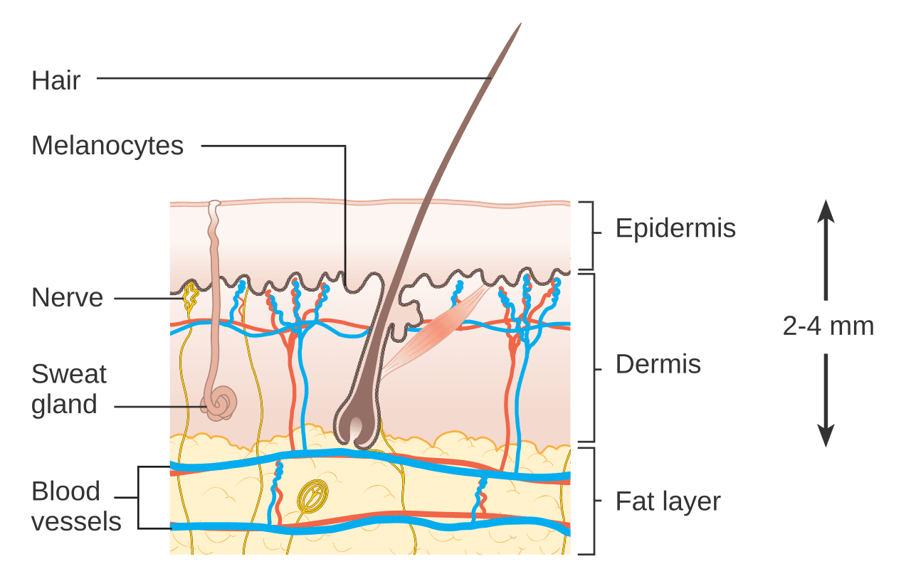 Diagramme des couches de la peau : epiderme, derme, hypoderme