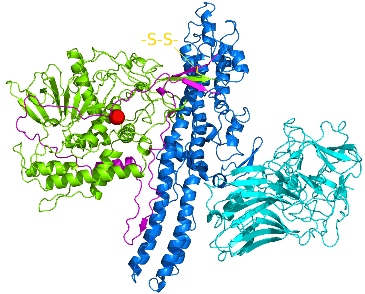 Structure moleculaire de la toxine botulique, principe actif du Botox