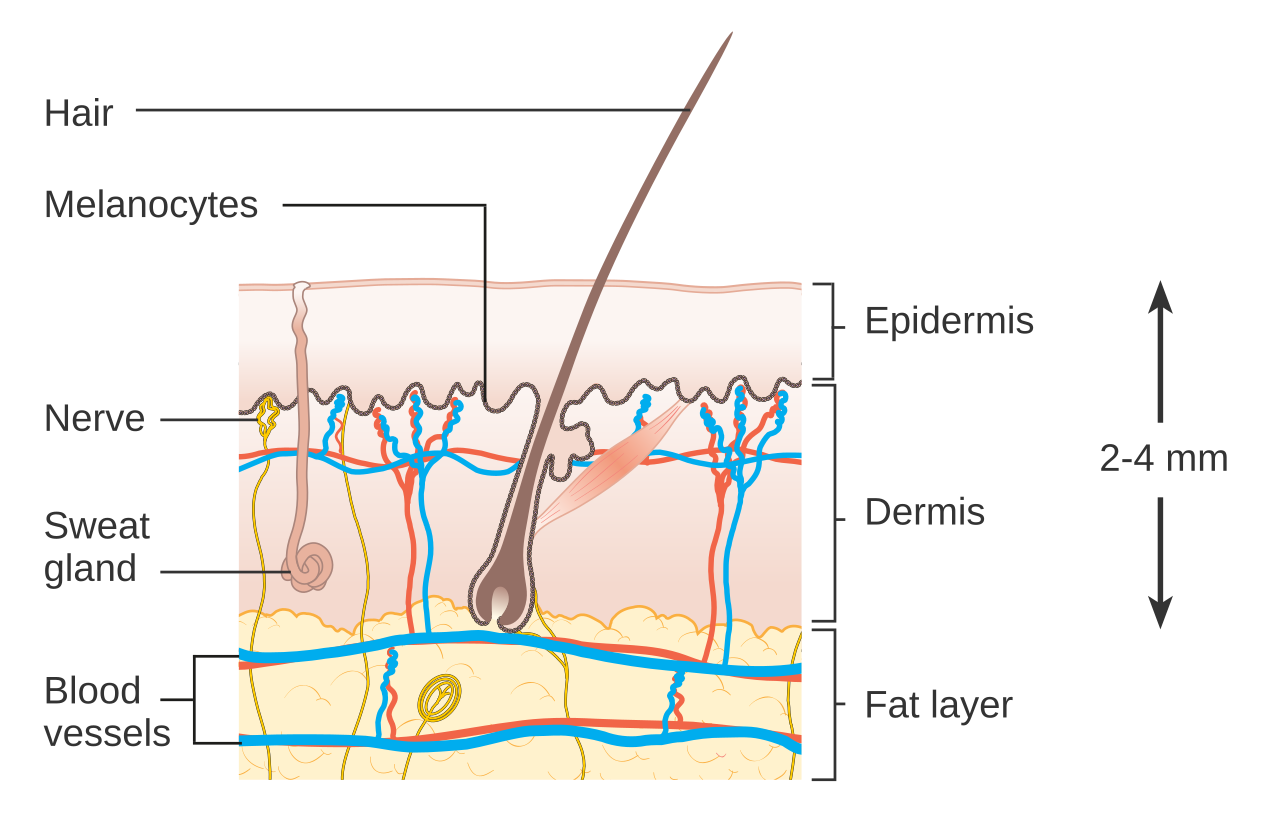 Diagramme des couches de la peau : epiderme, derme, hypoderme